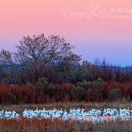 Late evening snow geese rest on a pool of water - Bosque Del Apache