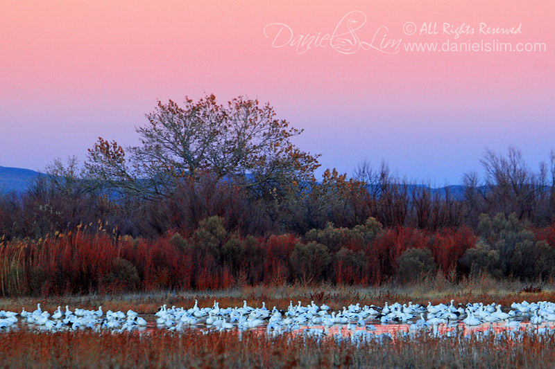 Late evening snow geese rest on a pool of water - Bosque Del Apache