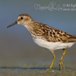 Least Sandpiper on Village Creek's mudflat