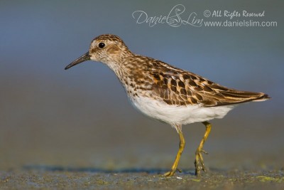 Least Sandpiper on Village Creek's mudflat