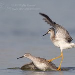 Lesser Yellowlegs Quarrel - Fight over Territory