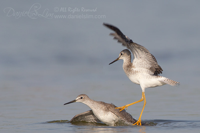 Lesser Yellowlegs Quarrel - Fight over Territory