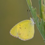 Little Yellow (Eurema Lisa) in Morning Light