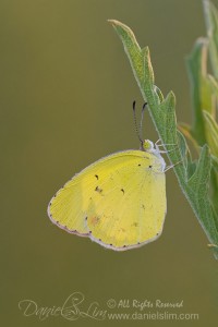 Little Yellow (Eurema Lisa) in Morning Light