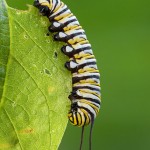 Monarch Caterpillar on a Leaf