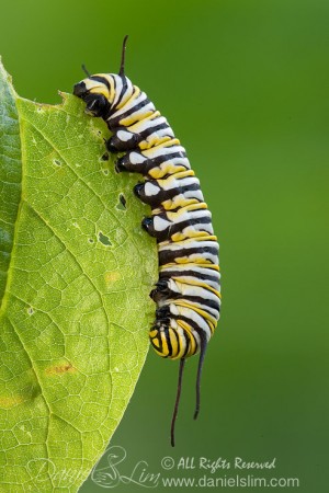 Monarch Caterpillar on a Leaf
