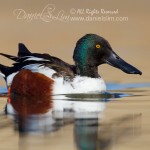 Northern Shoveler - Drake