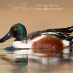 Northern Shoveler - Drake