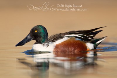 Northern Shoveler - Drake