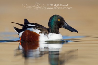 Northern Shoveler - Drake