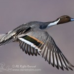 Northern Pintail in Flight