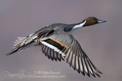 Northern Pintail in Flight