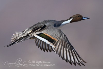 Northern Pintail in Flight