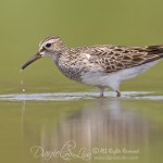 Pectoral Sandpiper (Calidris melanotos) probing for food