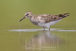 Pectoral Sandpiper (Calidris melanotos) probing for food