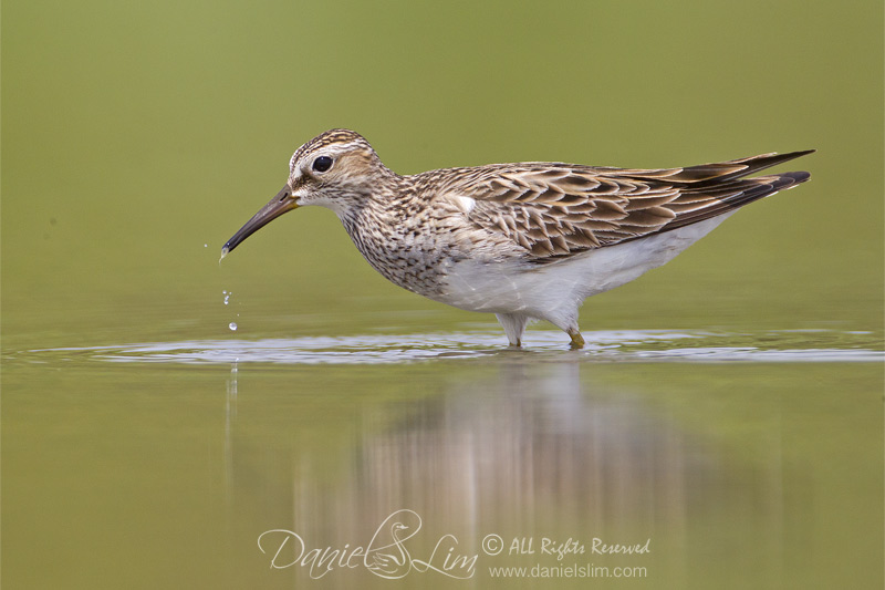 Pectoral Sandpiper (Calidris melanotos) probing for food