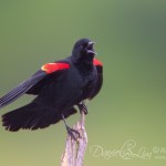 Red-winged Blackbird