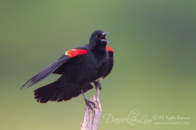 Red-winged Blackbird