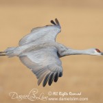 Sandhill Crane in Flight at Bosque del Apache