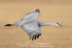 Sandhill Crane in Flight at Bosque del Apache