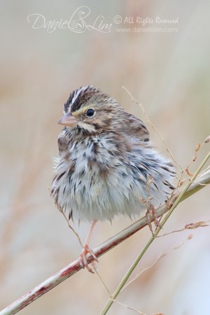 Savannah Sparrow