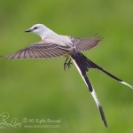 Scissor-tailed Flycatcher in Flight