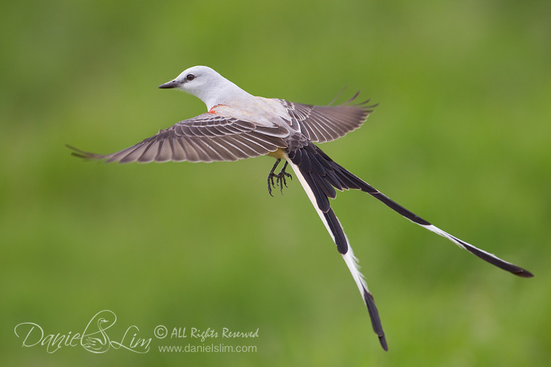 Scissor-tailed Flycatcher in Flight