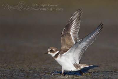 Semipalmated Plover with wings spread
