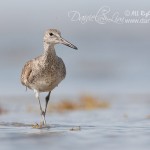 Willet at Bolivar Flat