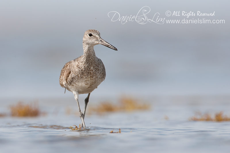 Willet at Bolivar Flat