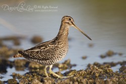 Wilson's Snipe