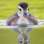 American Wood Duck Chick at White Rock Lake