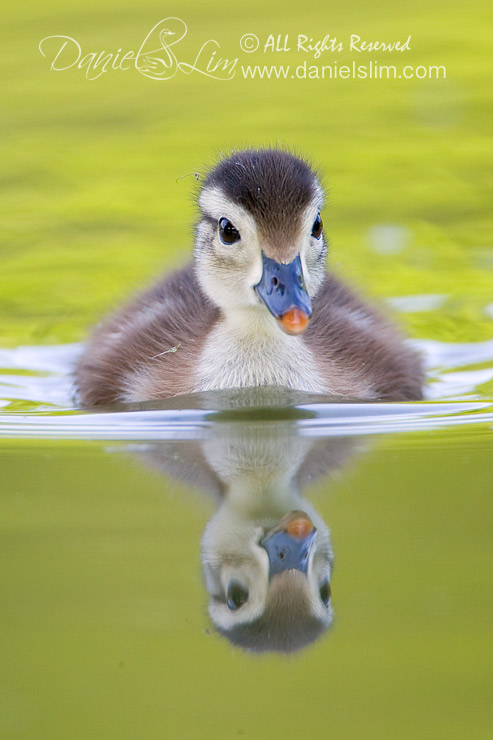 American Wood Duck Chick at White Rock Lake