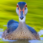 American Wood Duck Drake in Eclipse Plumage