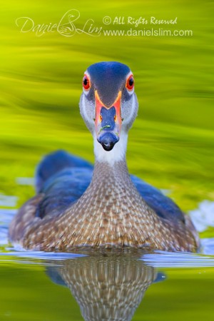 American Wood Duck Drake in Eclipse Plumage