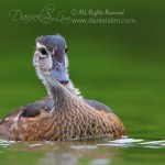 An Immature American Wood Duck