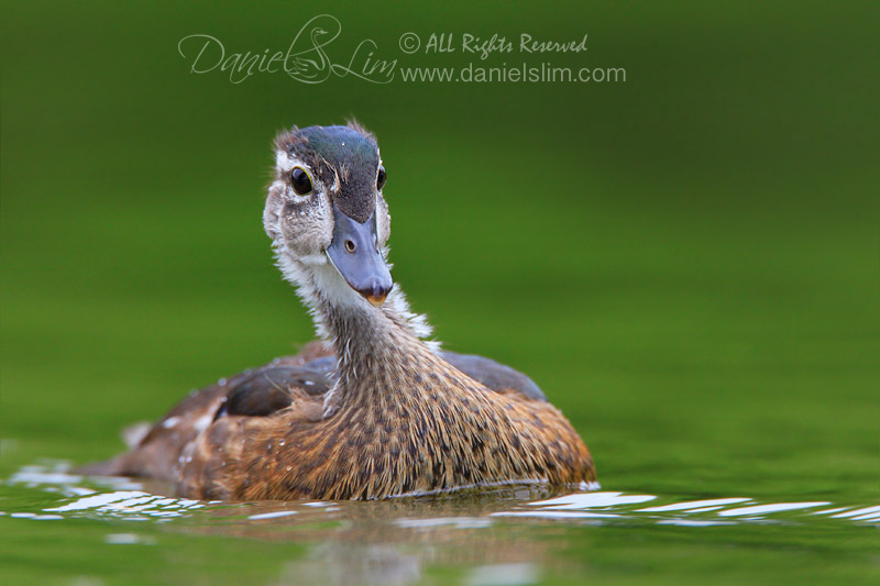 An Immature American Wood Duck