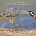 Yellow-crowned Night Heron