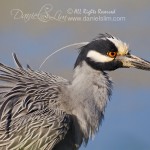 Yellow-crowned Night Heron