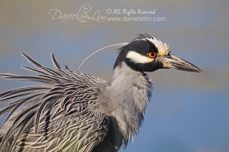 Yellow-crowned Night Heron