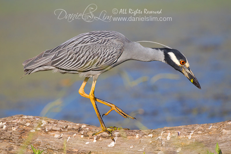 Yellow-crowned Night Heron