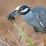 Yellow-crowned Night Heron and Crayfish