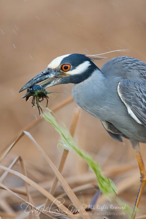 Yellow-crowned Night Heron and Crayfish