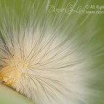 Yellow Woolly Bear Caterpillar - Spilosoma virginica