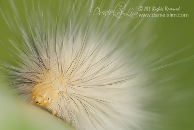 Yellow Woolly Bear Caterpillar - Spilosoma virginica