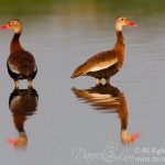 A pair of Black-Bellied Whistling Duck