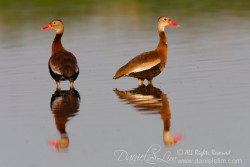 A pair of Black-Bellied Whistling Duck