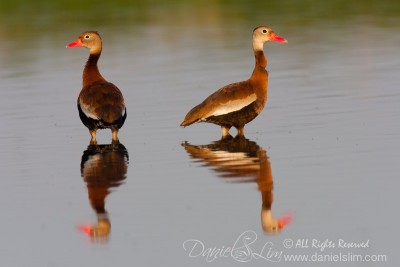 A pair of Black-Bellied Whistling Duck