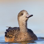 American Wigeon tilts her head