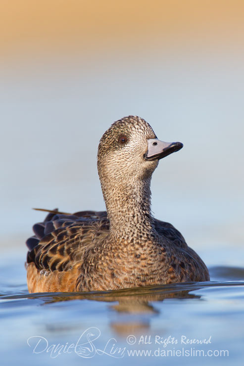 American Wigeon tilts her head